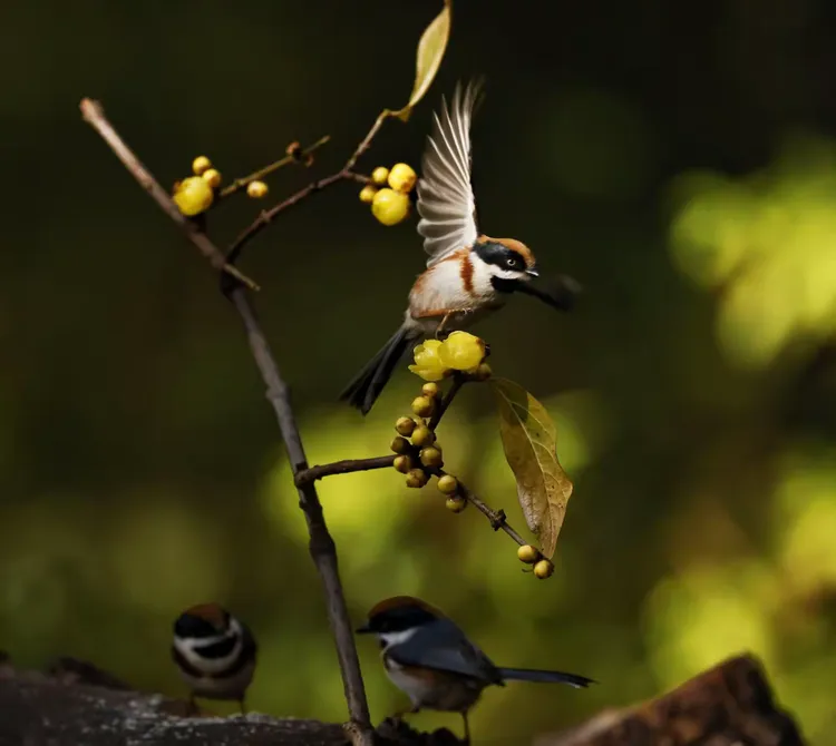开云体育下载-包含东京樱花夙有意图：永葆第一，保持佳绩的词条