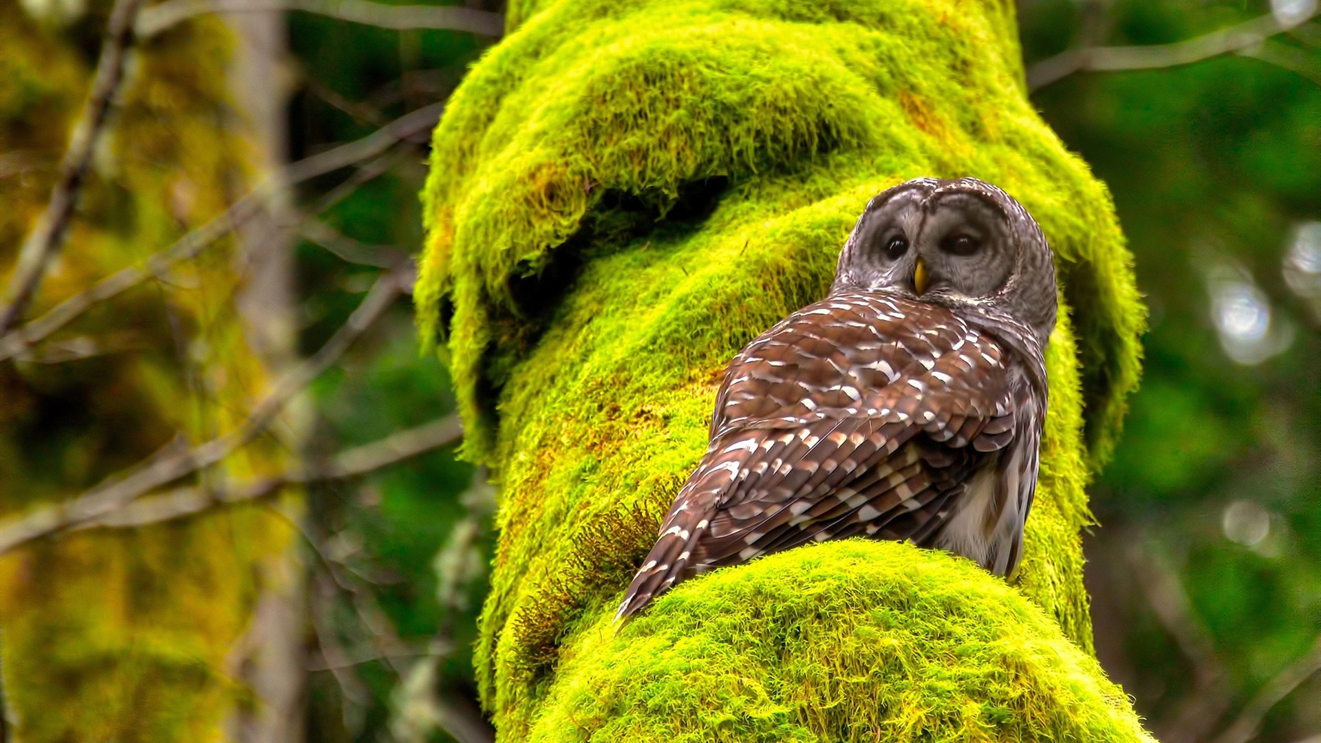 文班亚马篮下如擎天巨柱，吉林队六人得分上双力克山西队