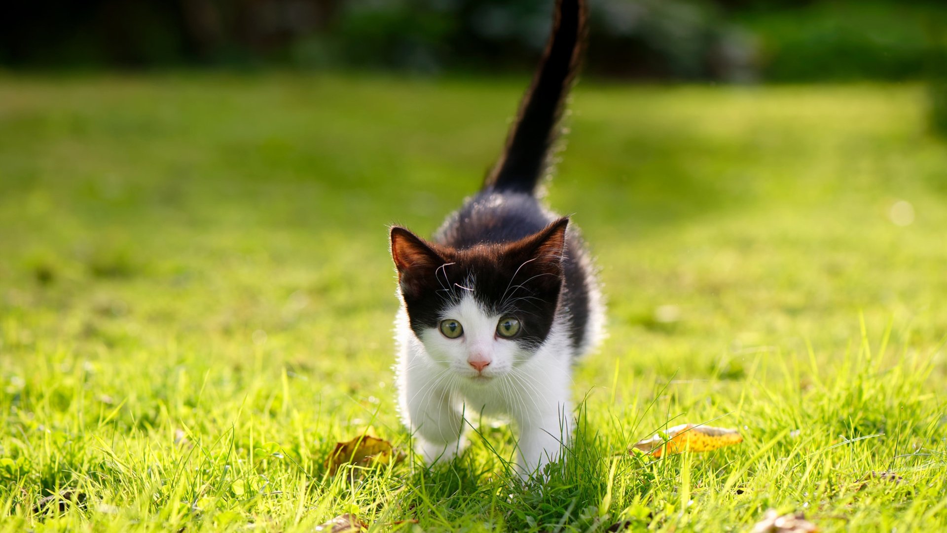 开云体育登录-深圳队爆冷逆转广东队，英格拉姆关键节点连砍分数定胜局