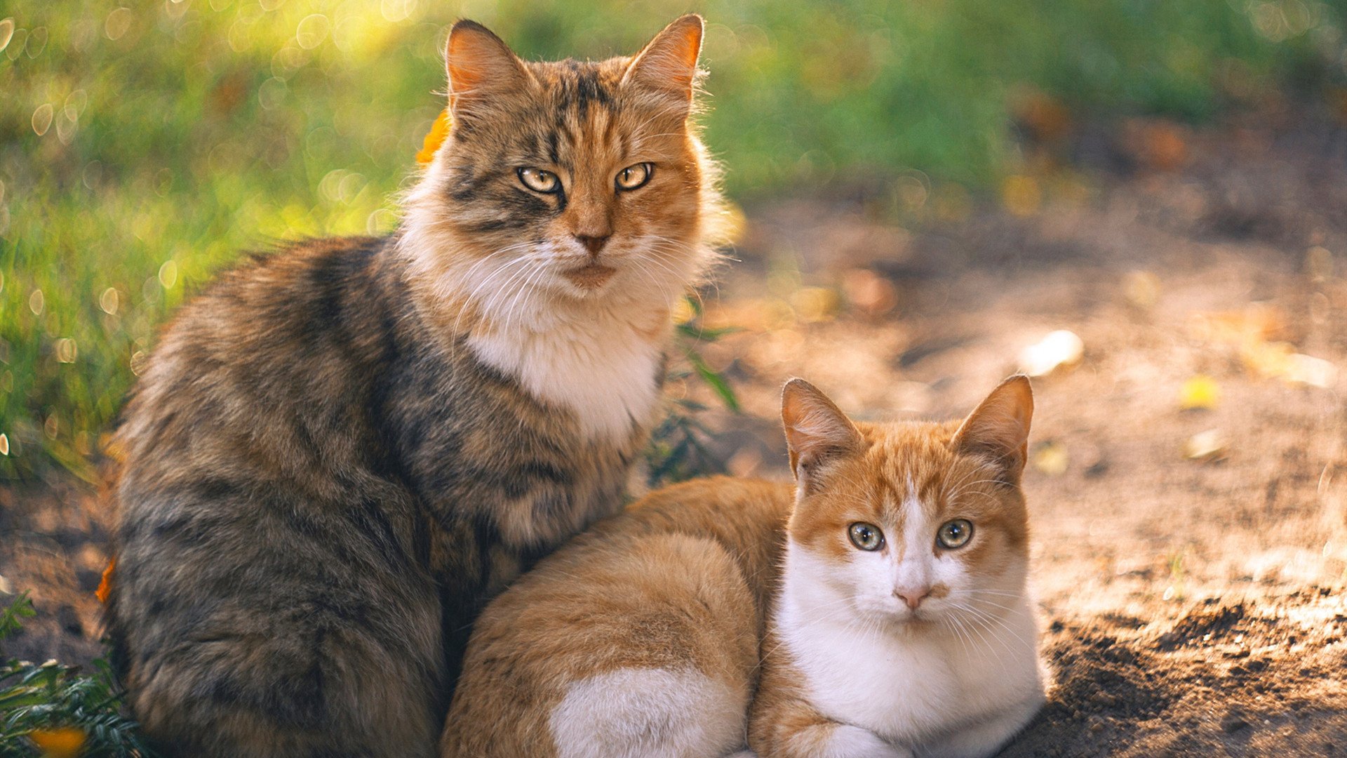 深圳队爆冷逆转广东队,英格拉姆关键节点连砍分数定胜局