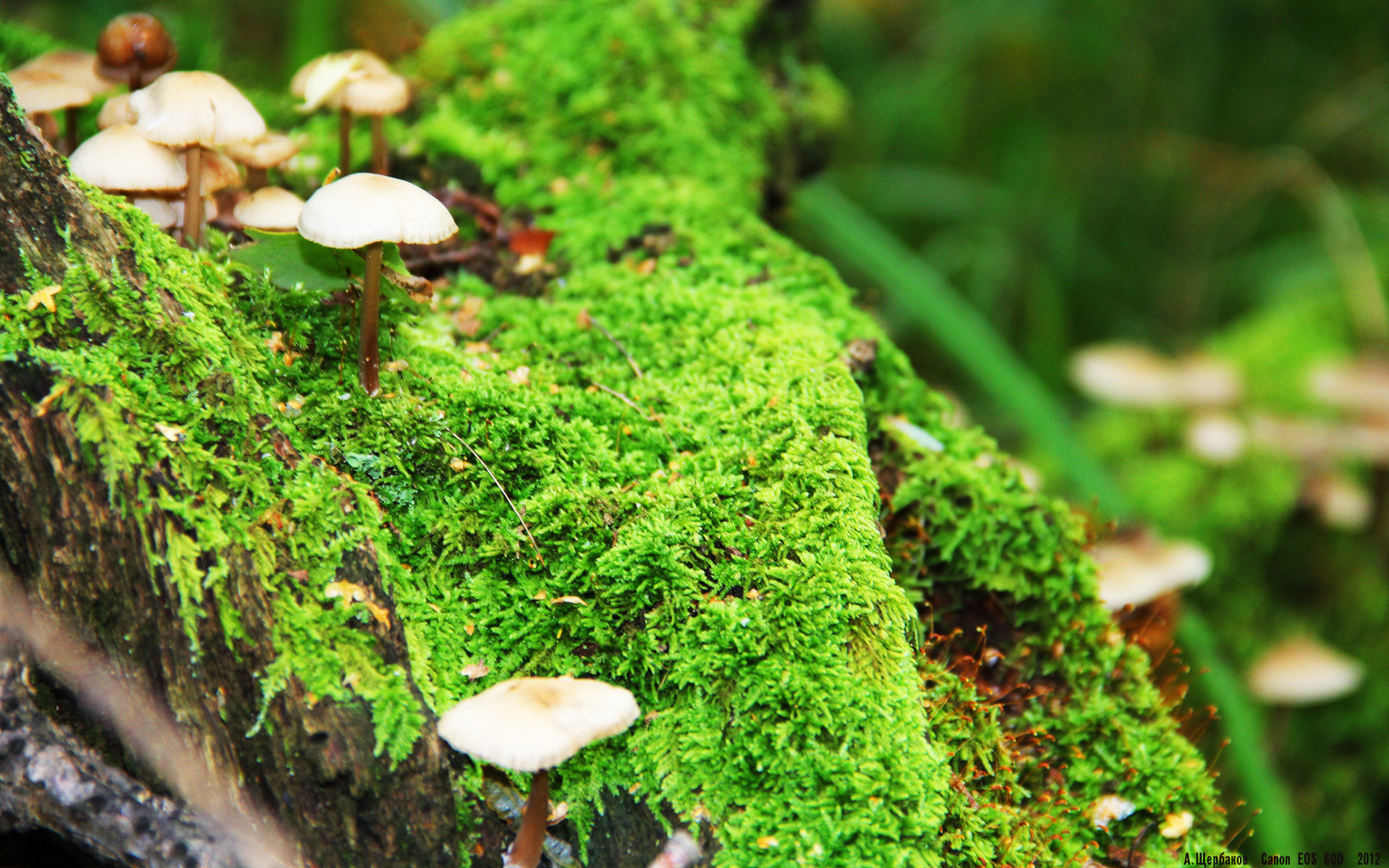 爵士奏响镇魂曲，强压勇士，库里关键回合不手软