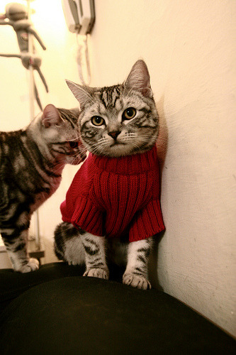 开云官网-生死战中的英雄,欧文助广东队险胜爵士