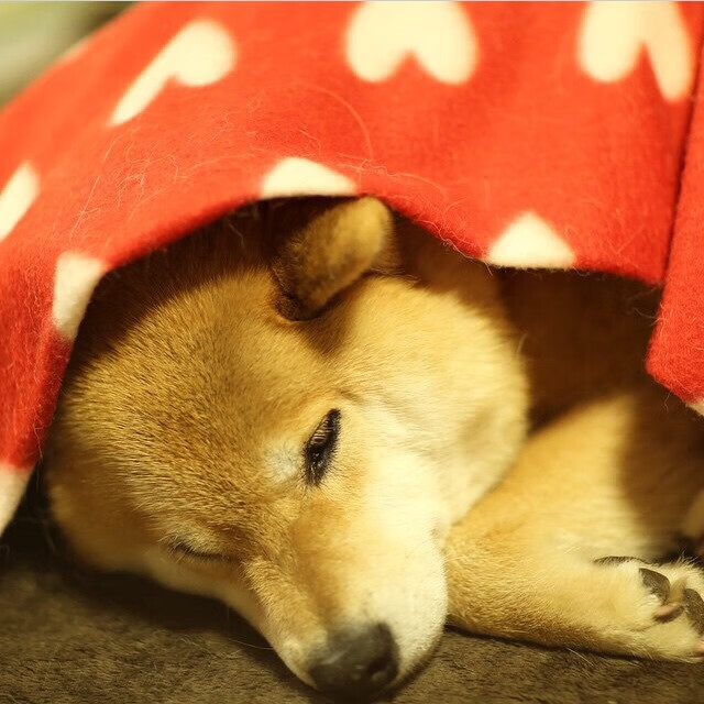 开云体育app-两种碾压,一种足球,从塞内加尔的团队洪流到特奥的个人英雄主义