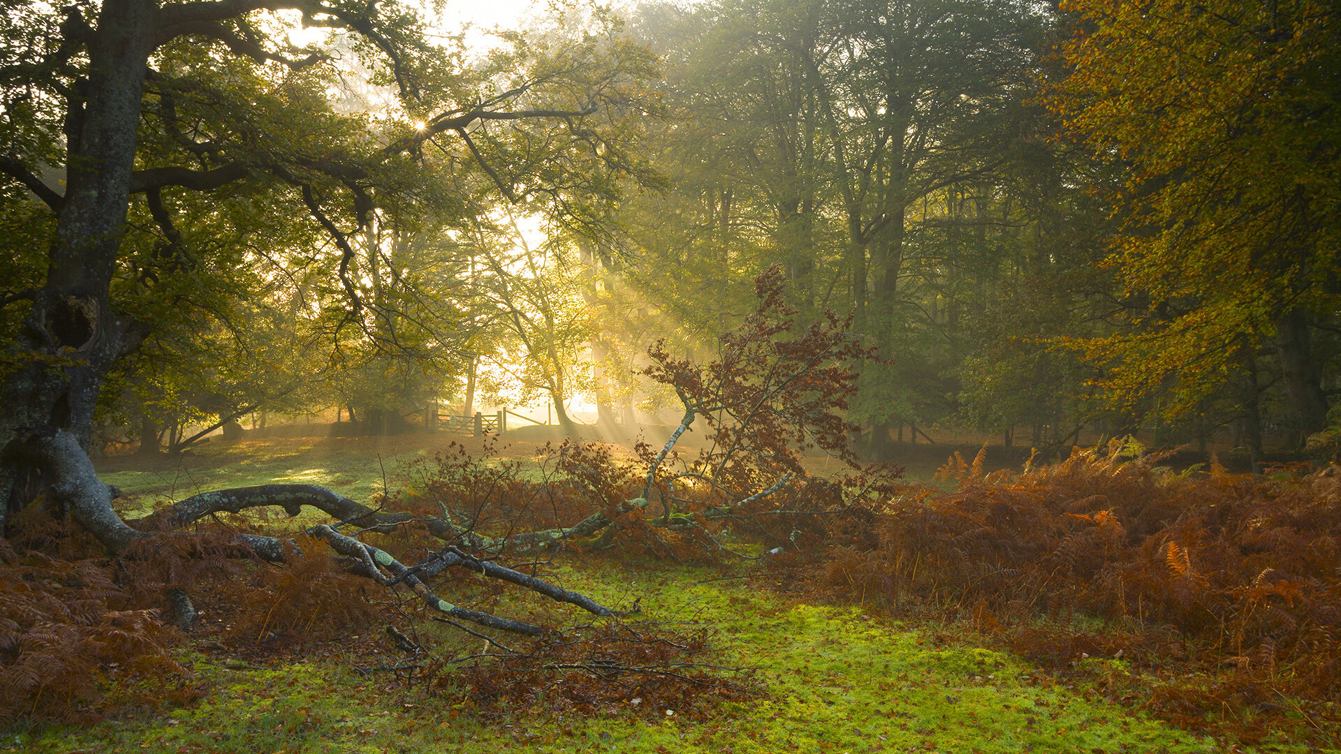 开云平台-京多安，绿茵棋盘上的沉默主宰，乌拉圭与塞内加尔的窒息之战