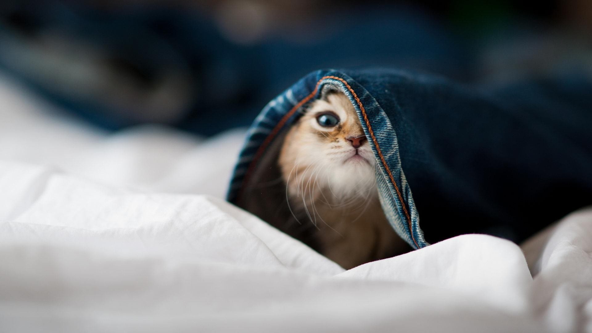 开云体育官网-无声的惊雷，西决生死战之夜，加克波的幽灵魅影