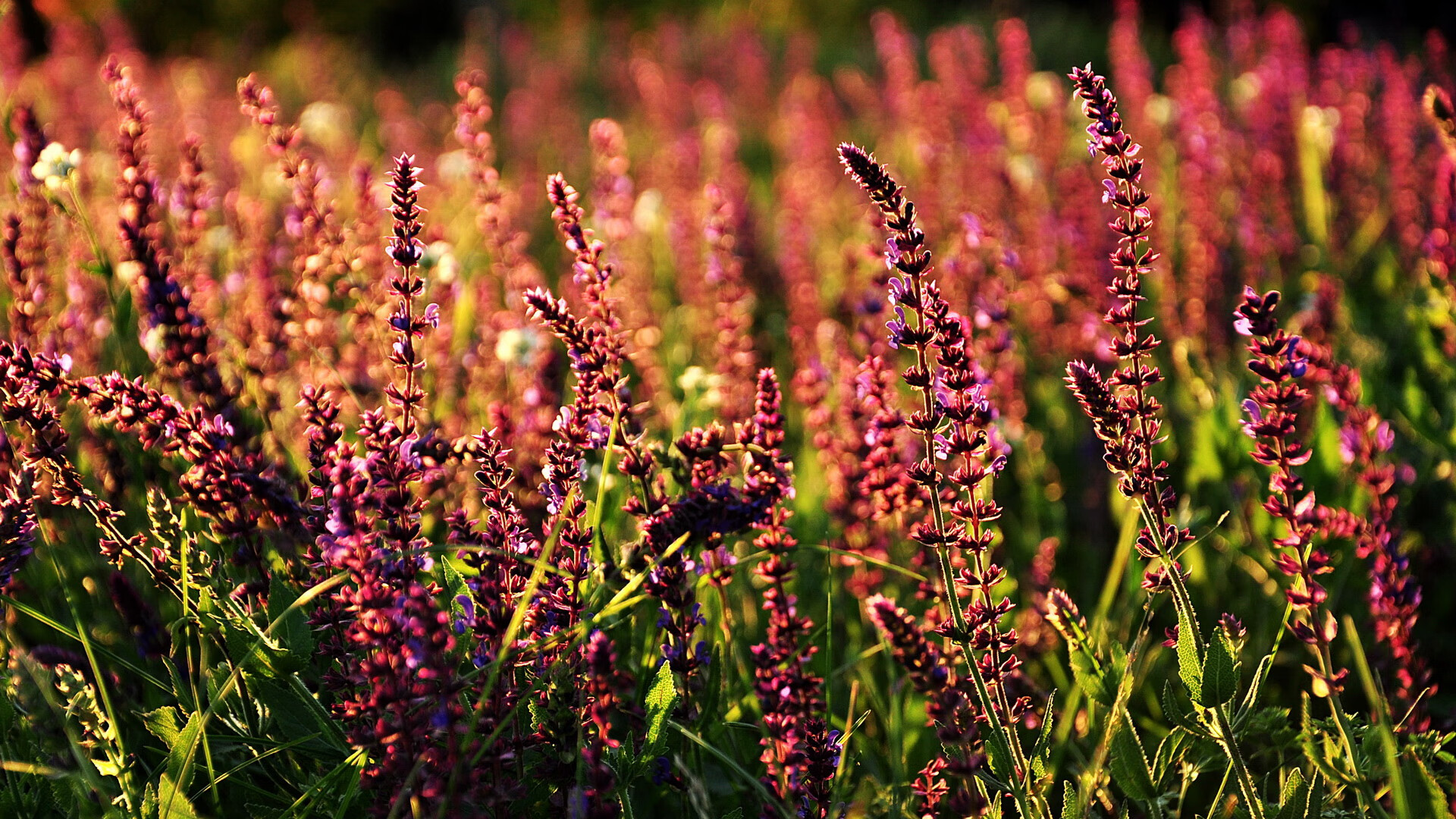 利刃出鞘！拉文关键时刻挺身而出，奇才连番猛攻击溃魔术