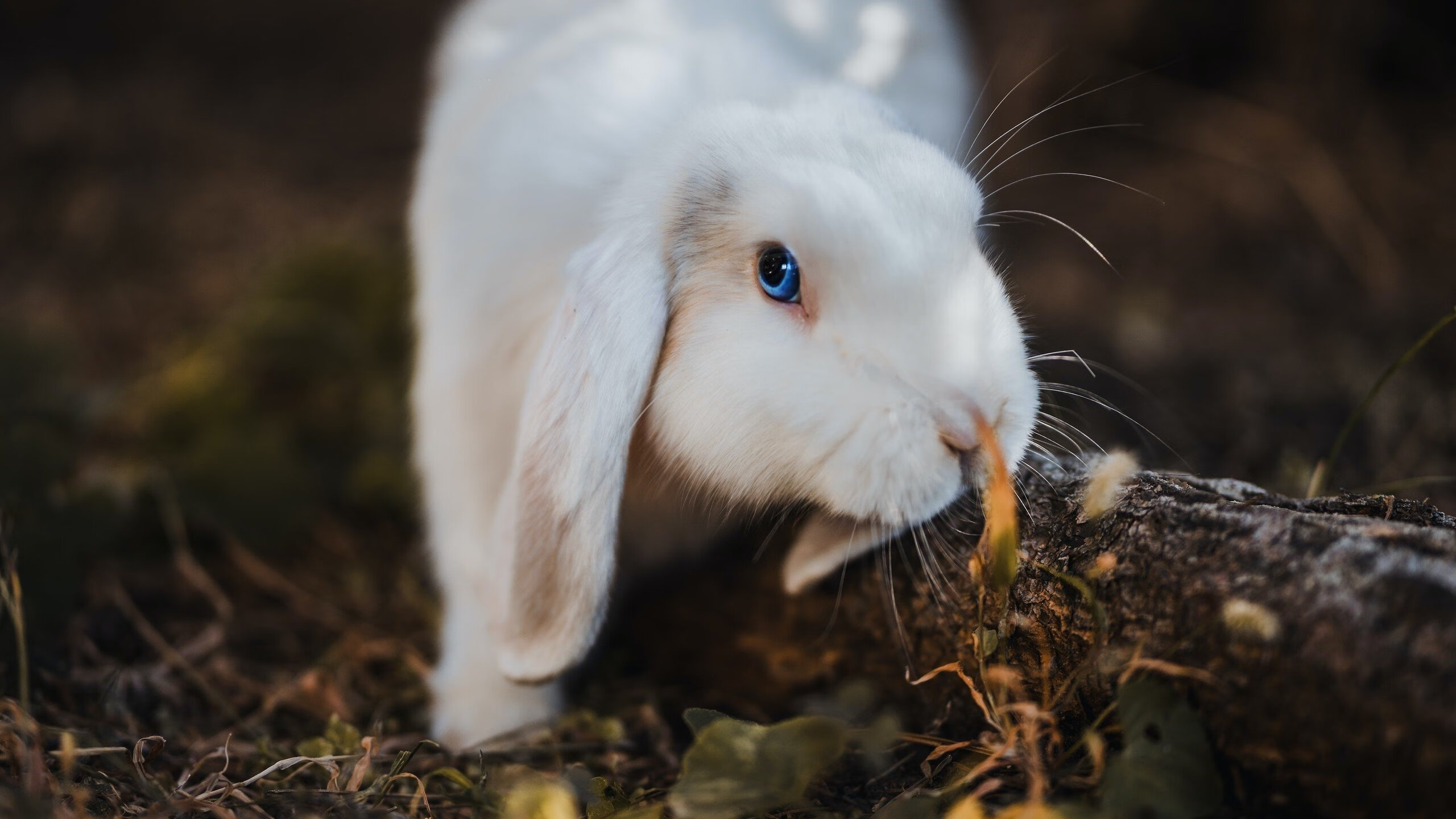 铁壁活塞碾碎火箭，末节欧文定乾坤
