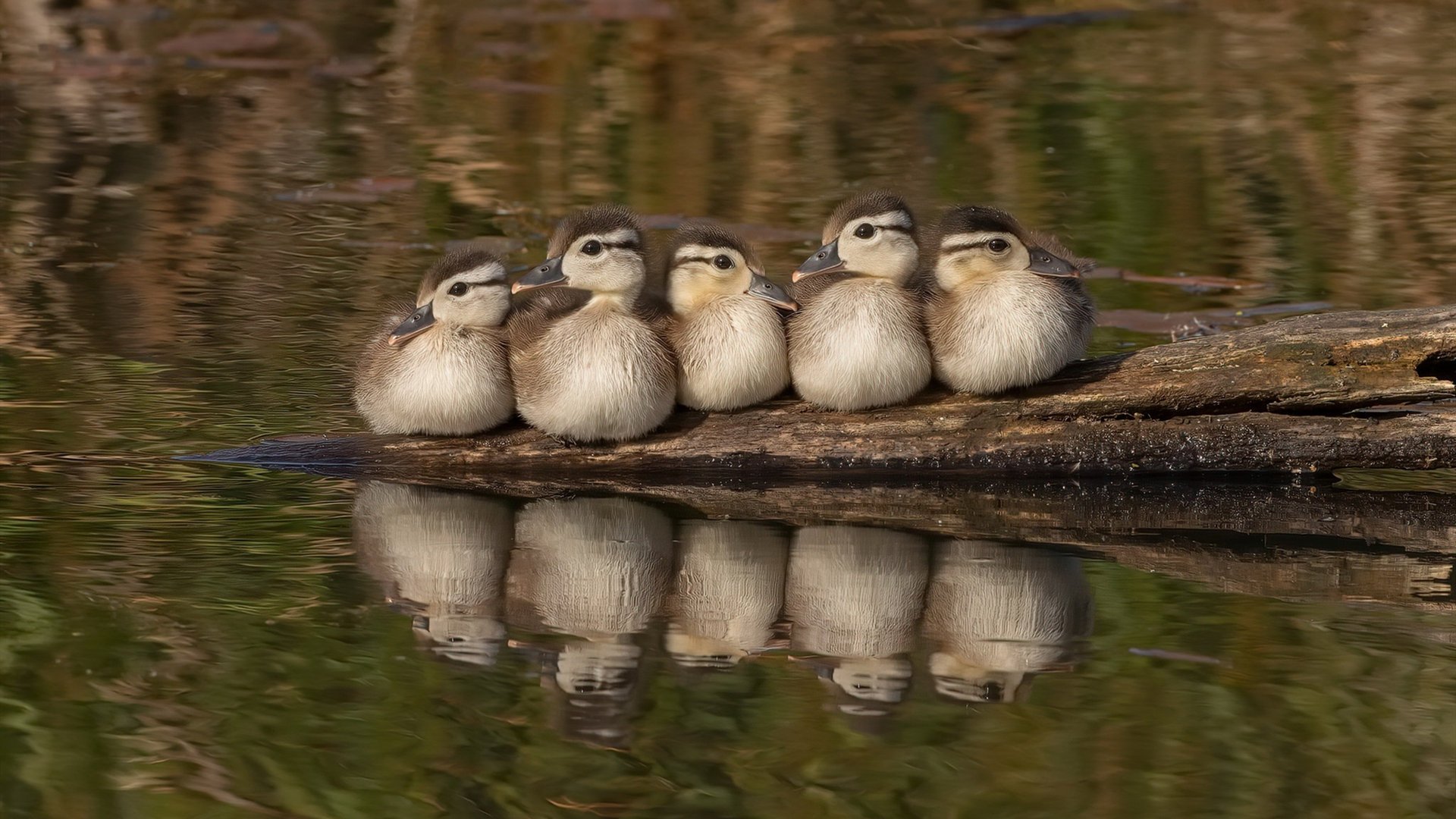 开云体育在线-詹姆斯40分天神下凡！开拓者鏖战险胜雷霆，淘汰赛惊险过关
