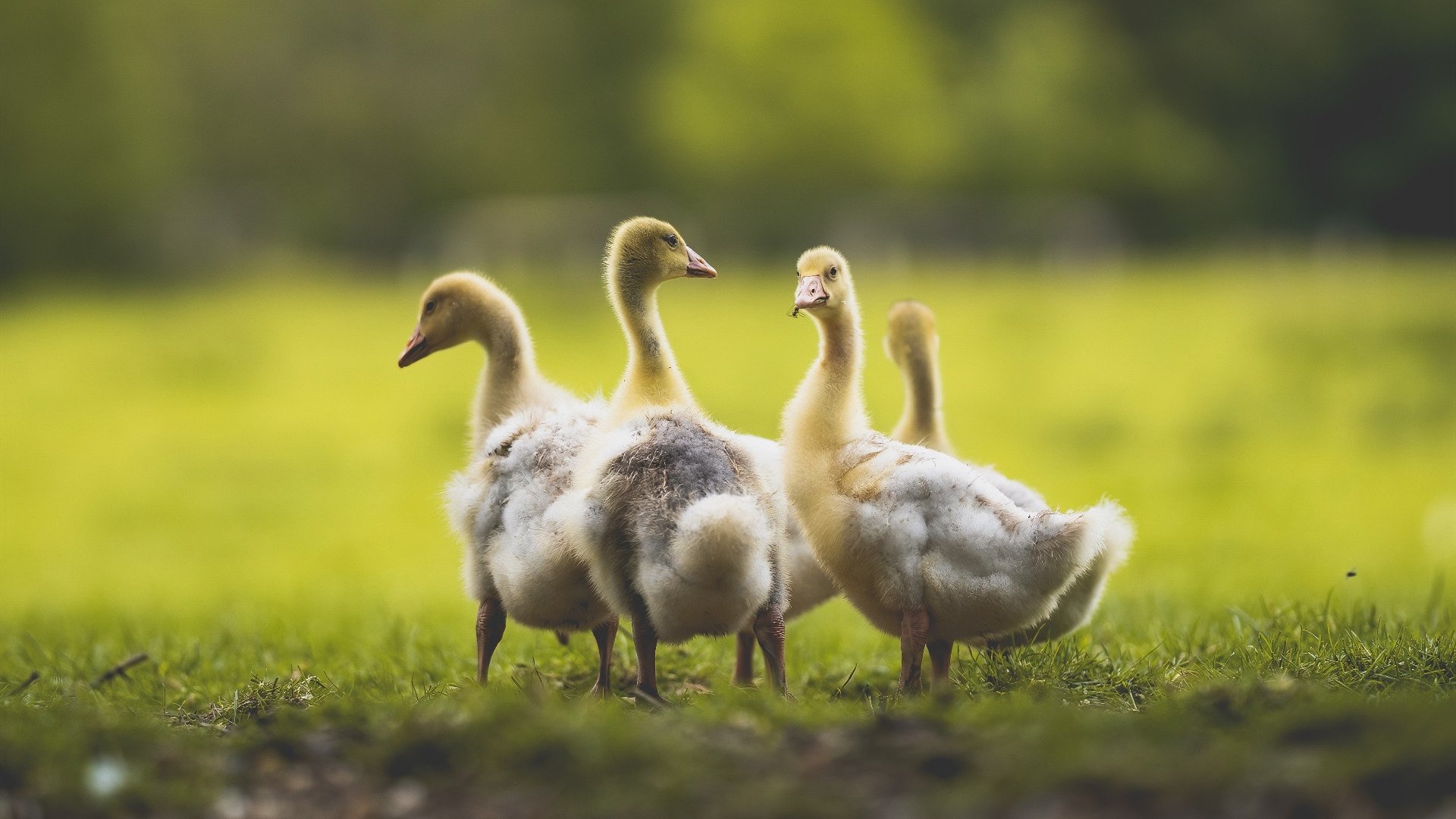开云体育登录-富安健洋爆发震惊斯坦福桥，切尔西用足球正义正面击溃卡塔尔金元