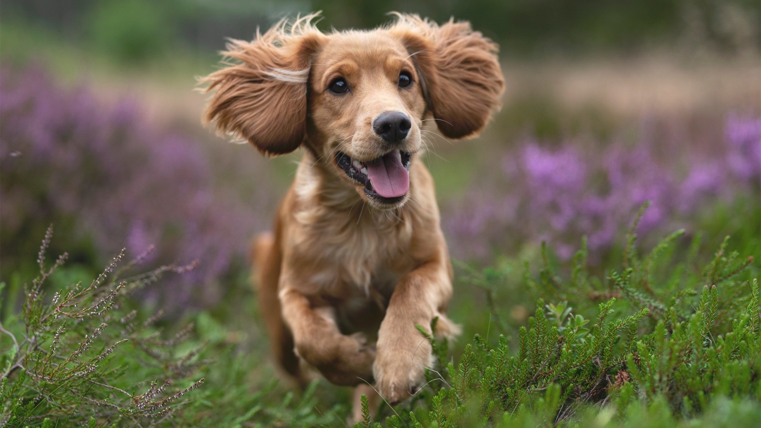 绝杀的艺术与王者的勋章，埃及压哨奇迹与凯恩硬仗传奇