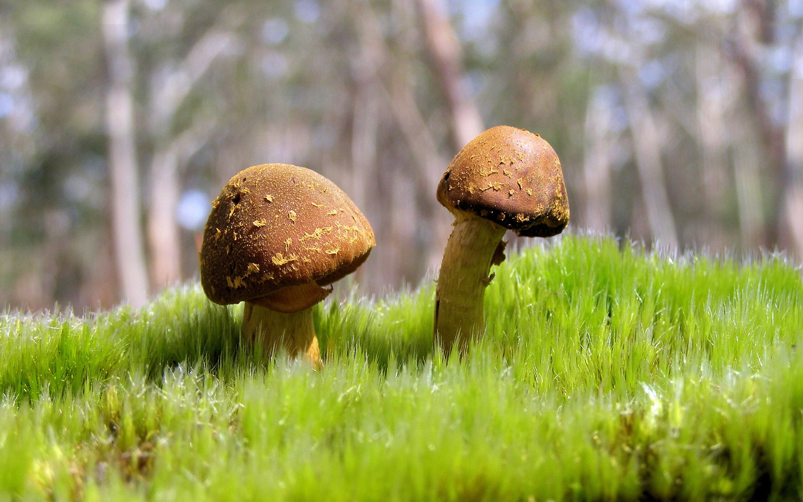 欧文关键战不手软，开拓者粉碎猛龙展团队雄风