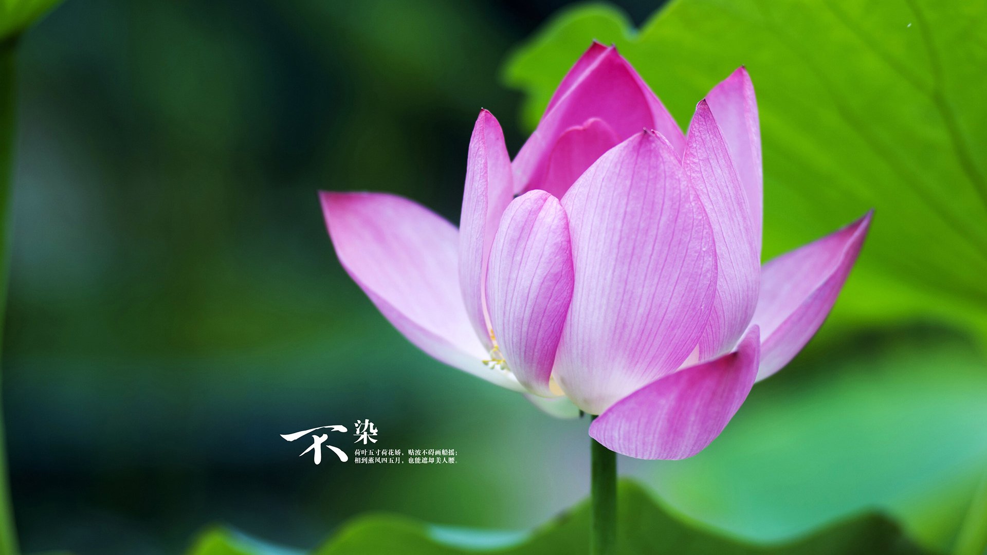 开云官网-西亚卡姆关键先生表现，黄蜂提前终结快船悬念