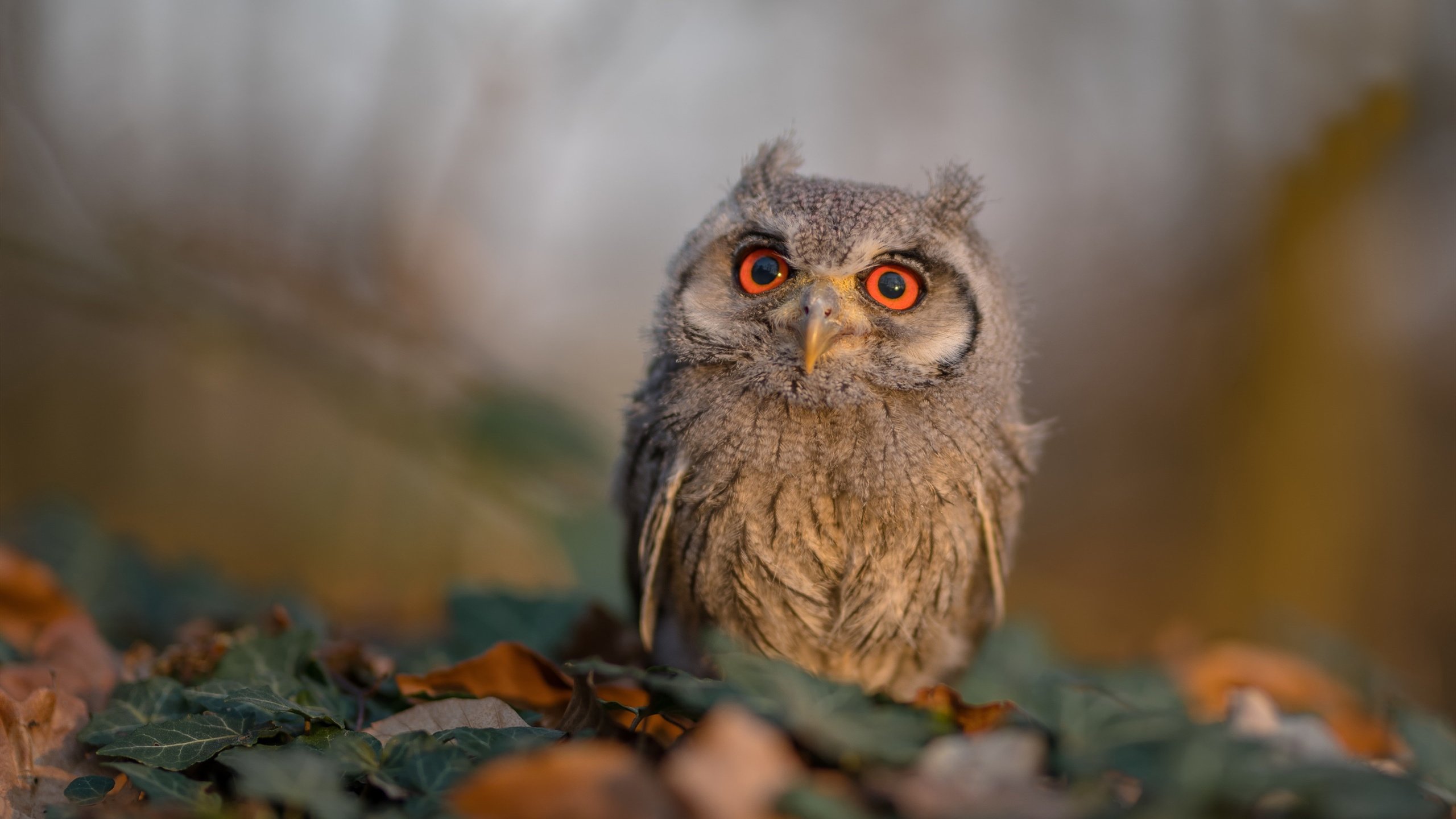 开云体育APP下载-F1新赛季揭幕战之夜，东契奇进攻端无人可挡的跨界体育狂欢