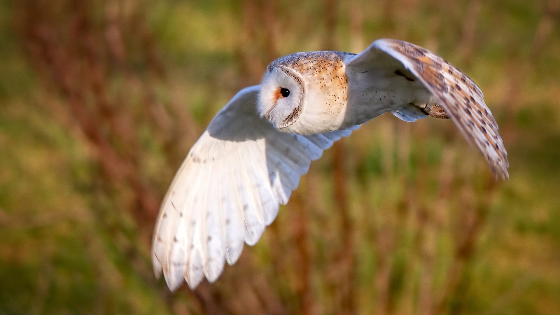 F1新赛季揭幕战之夜,东契奇进攻端无人可挡的跨界体育狂欢
