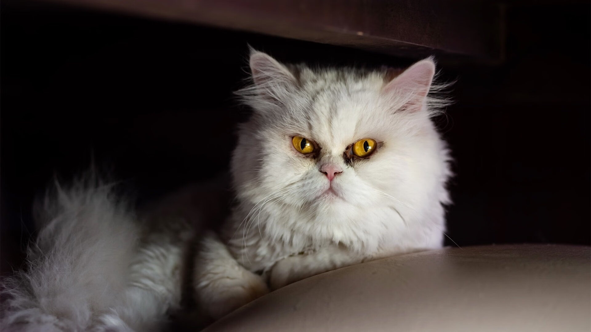 开云官网-委内瑞拉轻取那不勒斯，若日尼奥成为关键先生