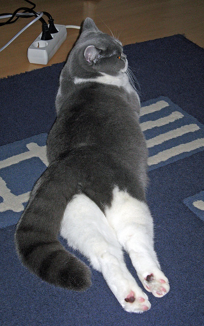 狼王咆哮迈阿密,爱德华兹关键三杀终结火箭升空