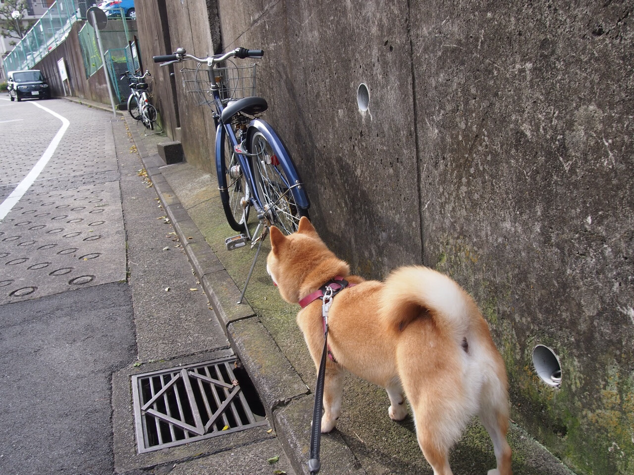 范弗利特化身球场指挥家,上海队轻取快船背后,是大师级的战术掌控